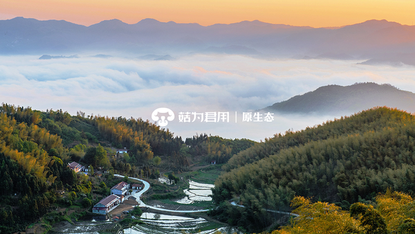 文章附圖